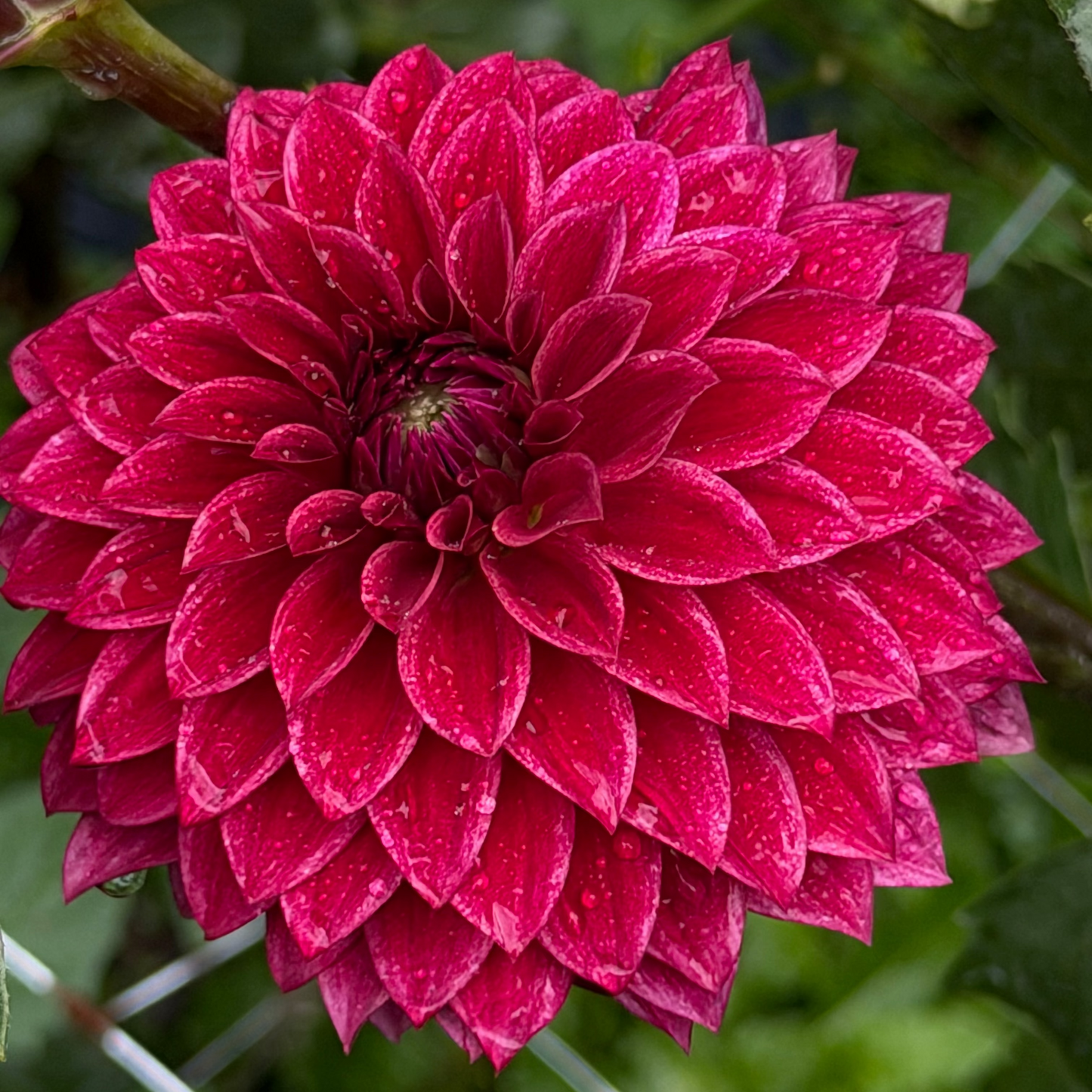 Dahlia 'RM Dragon's Blood'