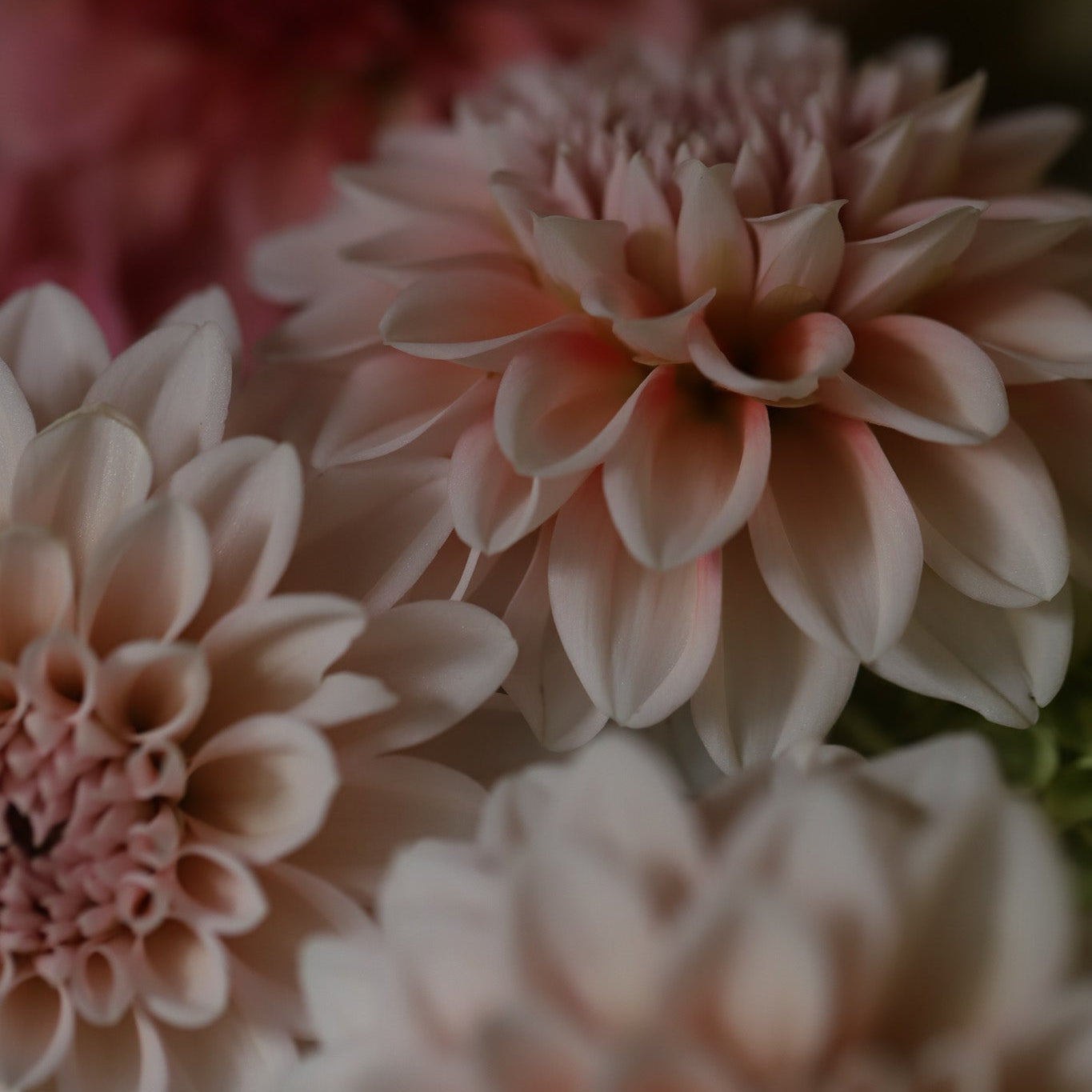 Dahlia 'Lee's Pineberry Trifle'