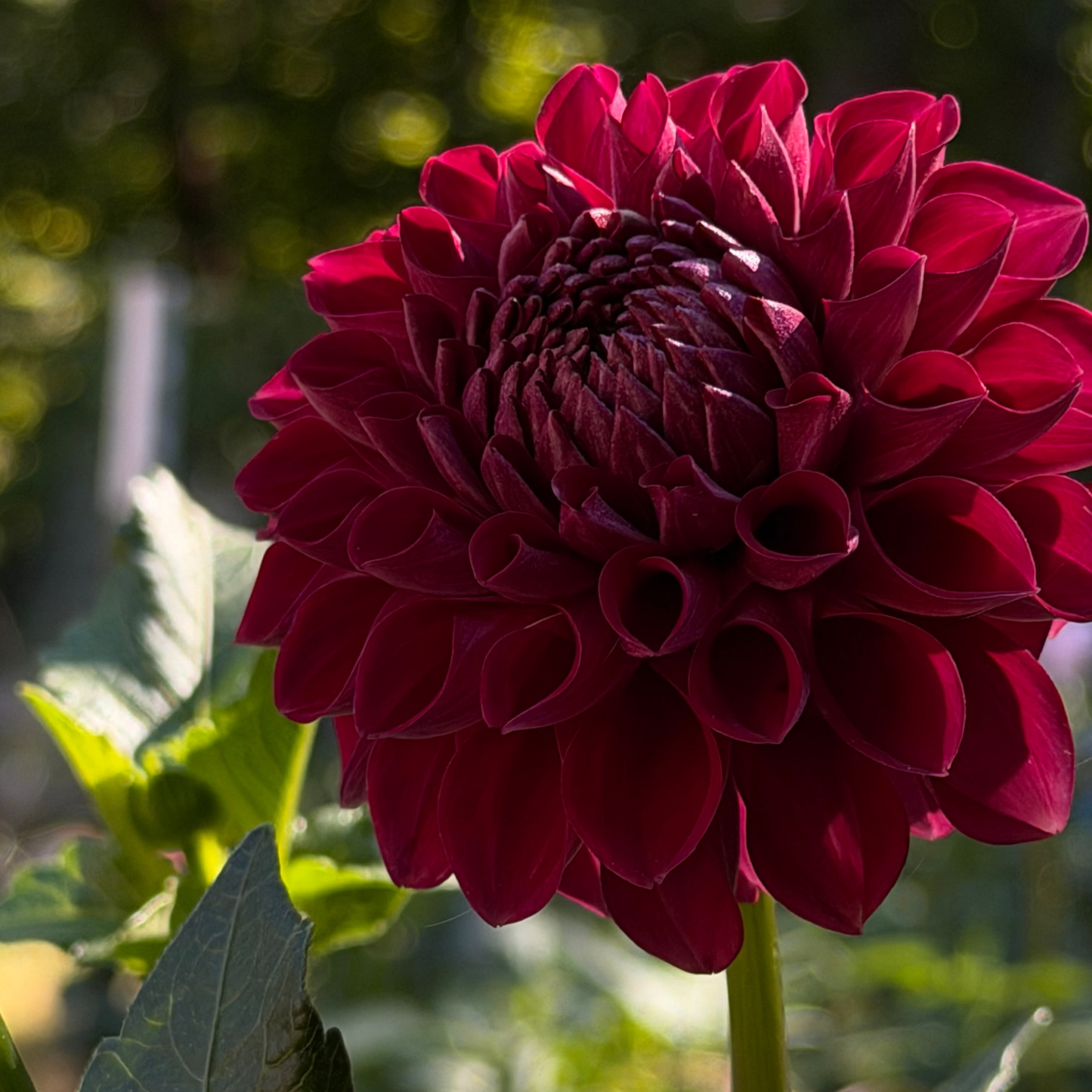 Dahlia 'RM Silver Fox'