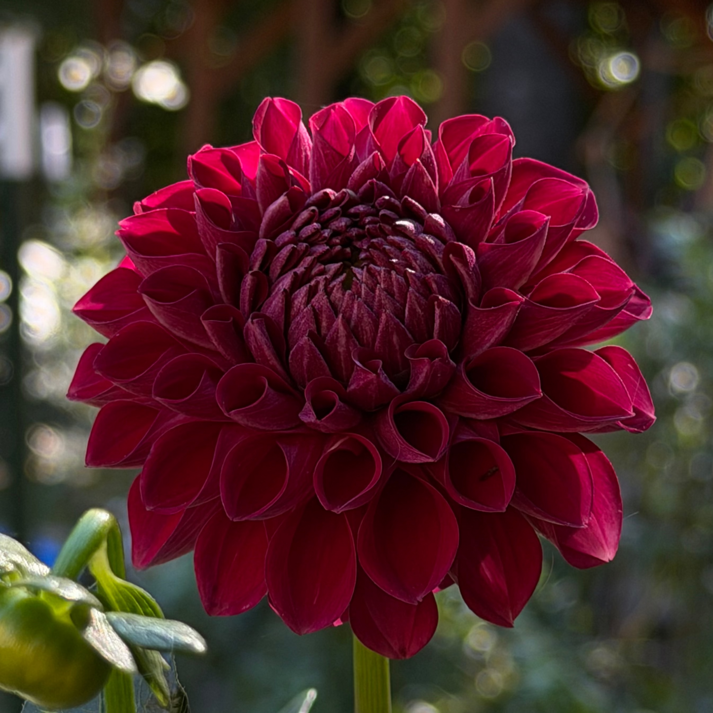 Dahlia 'RM Silver Fox'