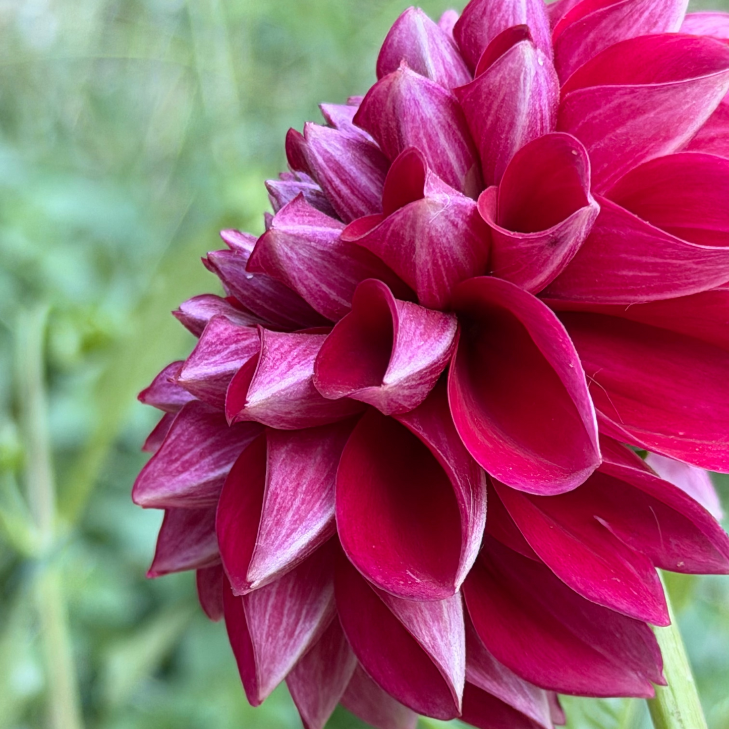 Dahlia 'RM Silver Fox'