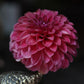 Dahlia 'RM Smokeshow'