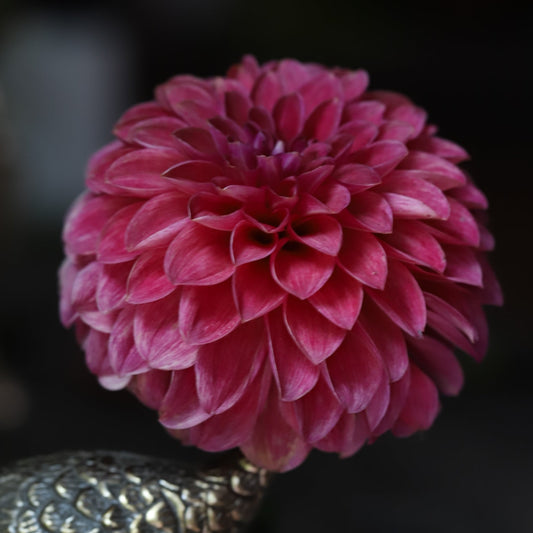 'RM Smokeshow' Dahlia Rooted Cutting