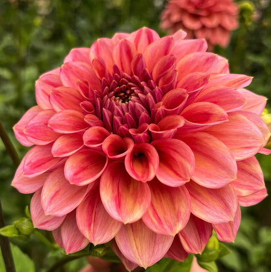 Ice tea dahlia 