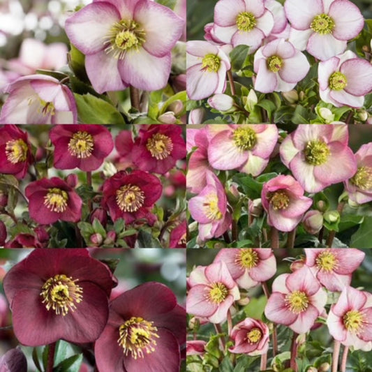 Helleborus Ice N' Roses® Combo Collection - RARE! Ships Week of April 22