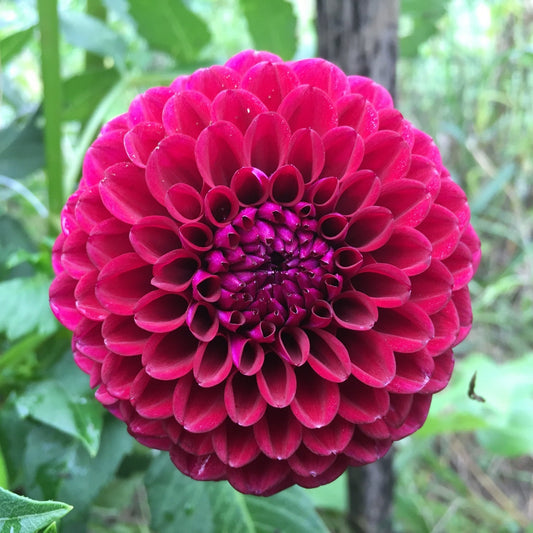 Dahlia 'Ivanetti'