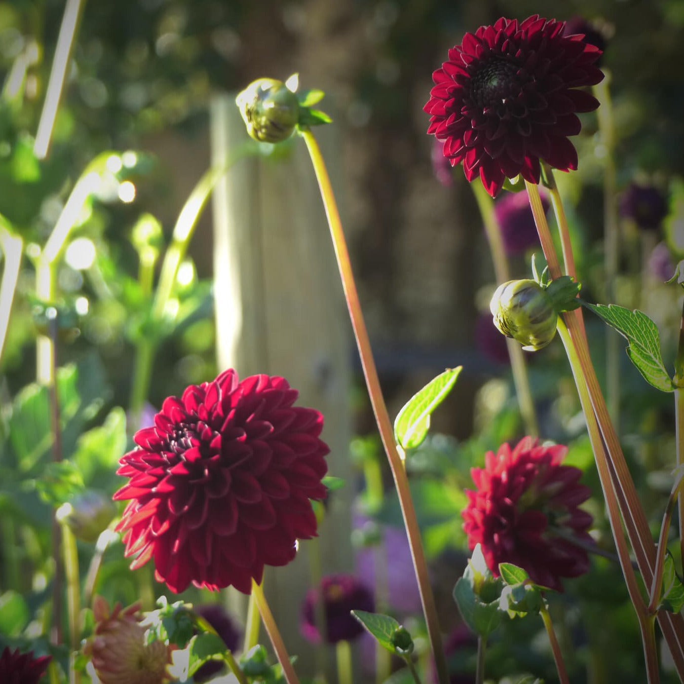 Ivanetti Dahlia