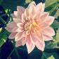 Dahlia 'KA's® Mocha Jake'