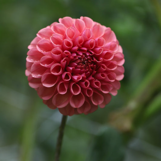 KA's® Rosie Jo Dahlia