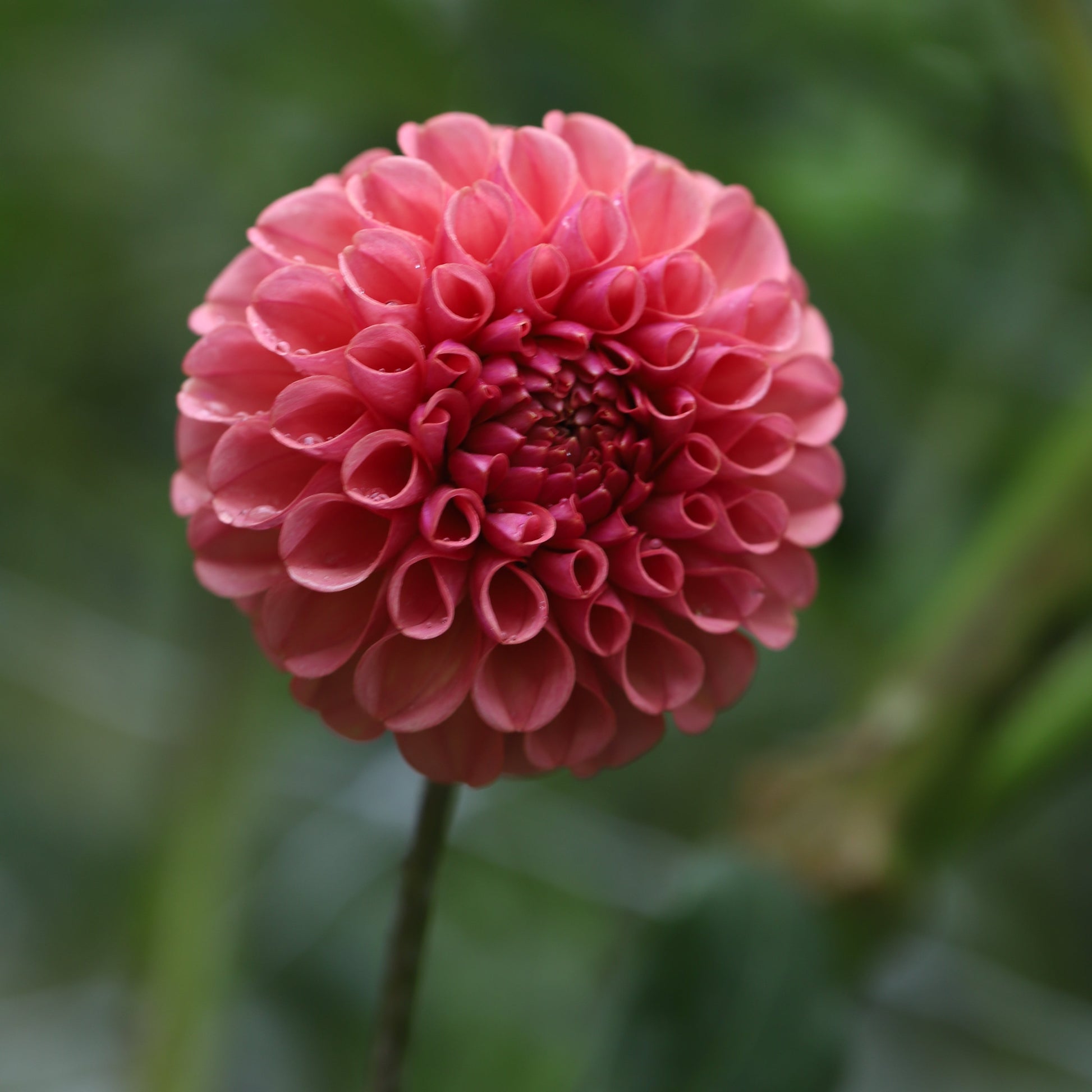 KA's® Rosie Jo Dahlia