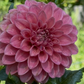 Dahlia 'KA’s® Boho Rose'