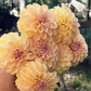 Dahlia 'KA's® Cinder Rose'