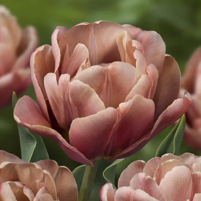 Tulip La Belle Epoque 10 Pack