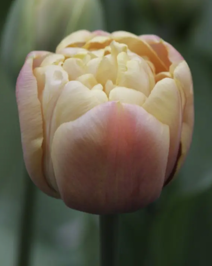 Tulip La Belle Epoque 10 Pack