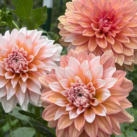 'Lee's Tilda’ Dahlia Rooted Cutting