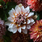 Dahlia 'Lee's Tilda’