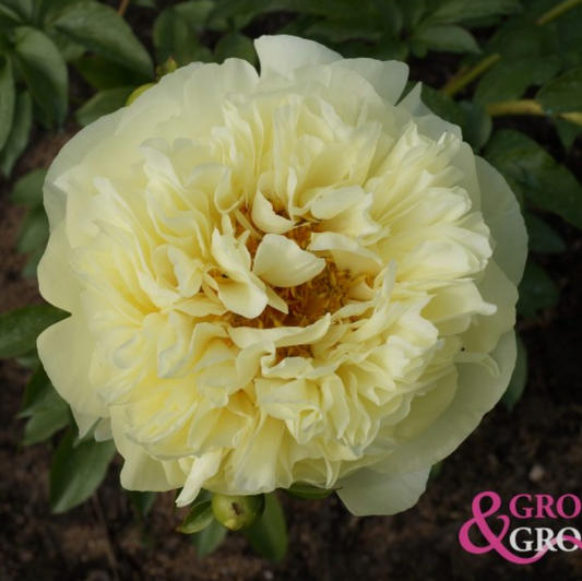 Lemon Chiffon Peony - Hybrid 3-5 eyes