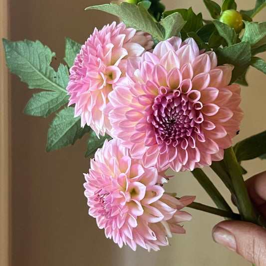 Levi's Blue Smoke dahlia