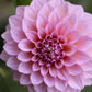 Dahlia 'Levi's Bubblegum'