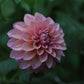 Dahlia 'Levi's Bubblegum'