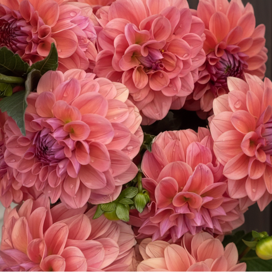 'Levi’s Caramel’ Dahlia Rooted Cutting