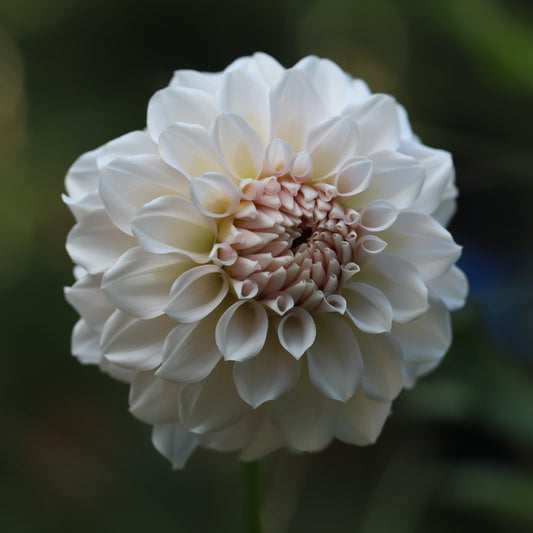 Close-up of a white flower with a blurred green background