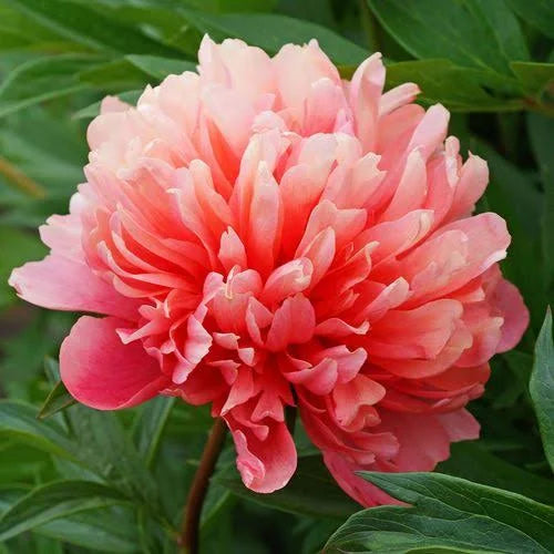 Lorelei Peony