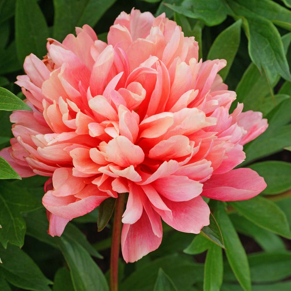 Lorelei Peony