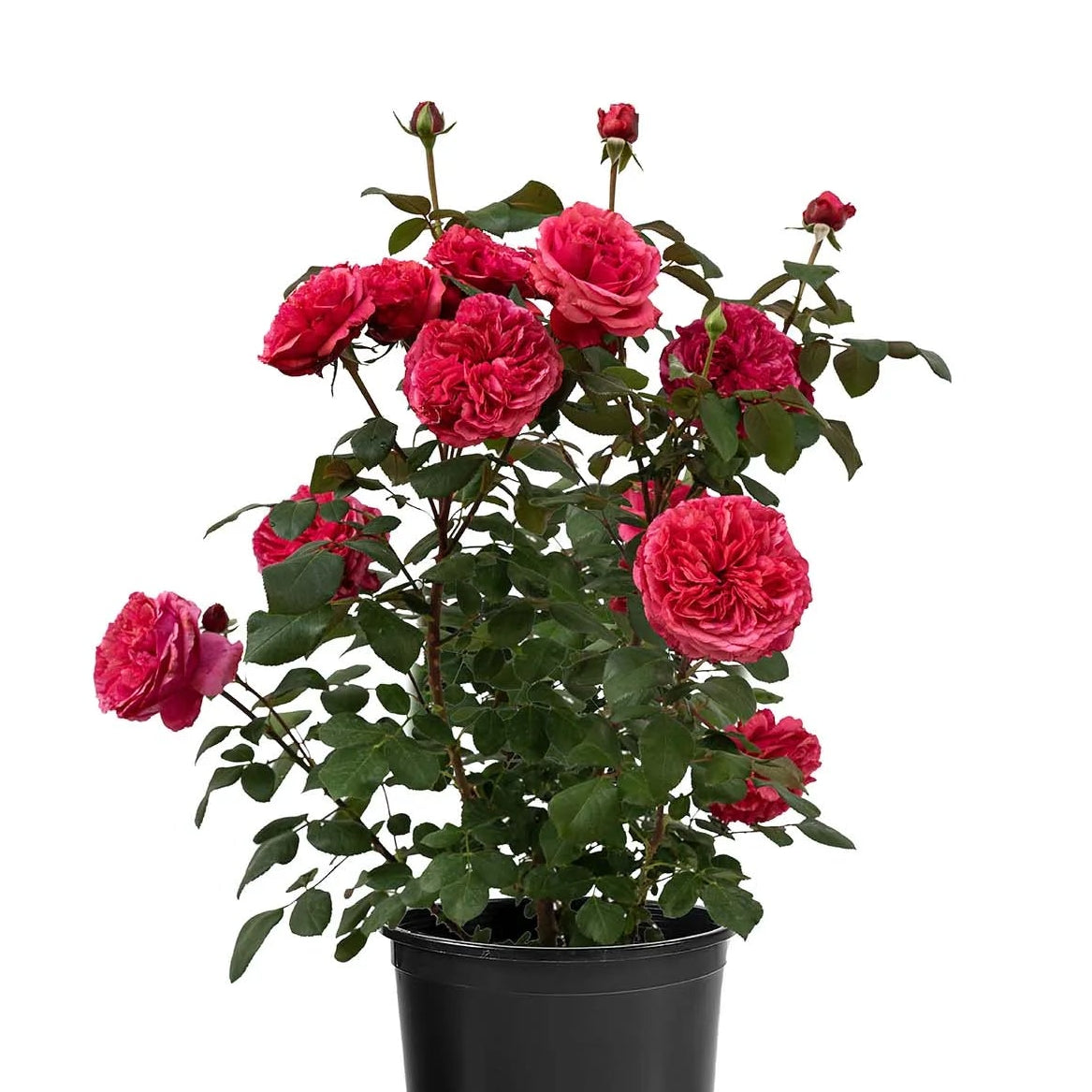 Loves Me, Loves Me Not™ Rose Bush