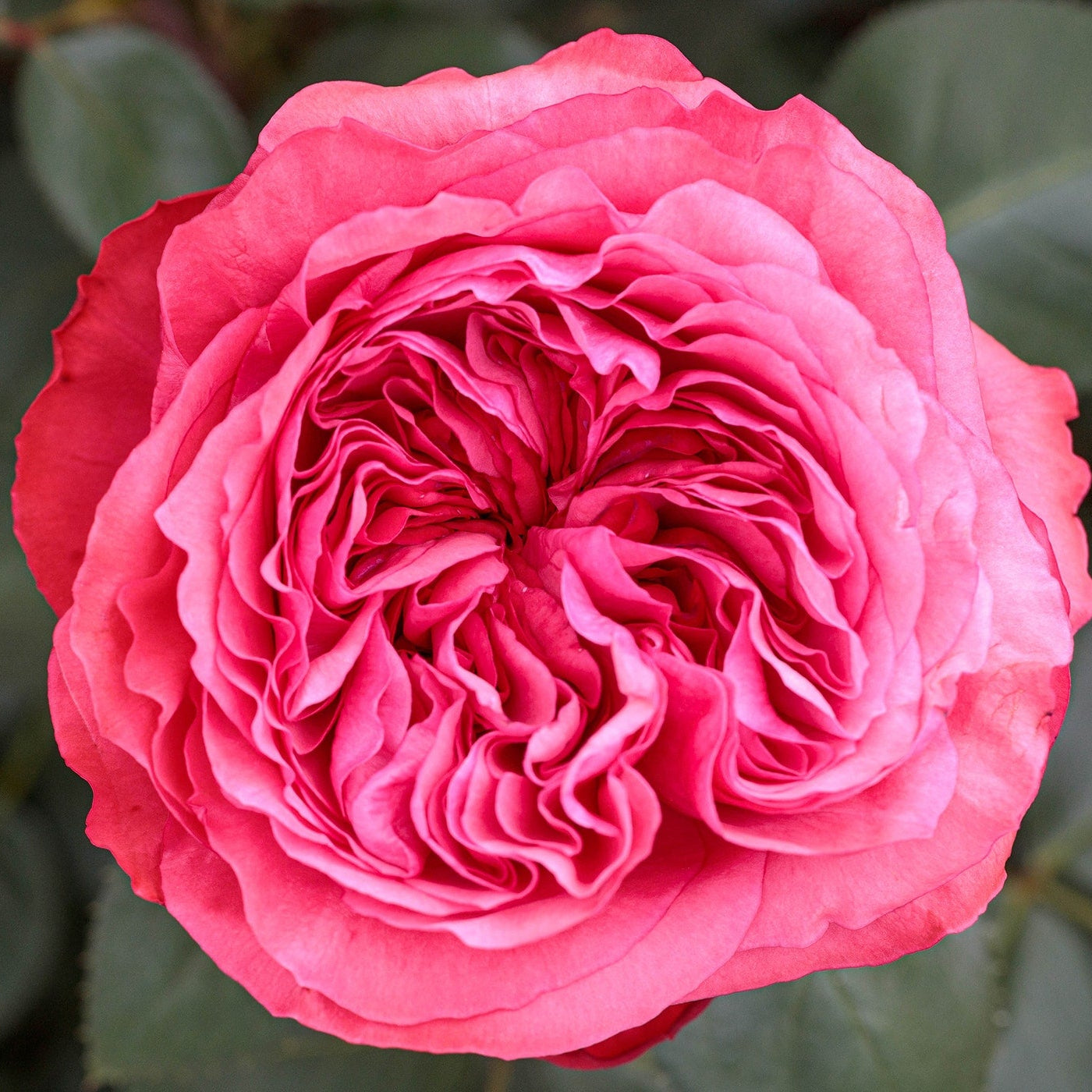 Loves Me Loves Me Not | Exceptionally Fragrant Hybrid Tea Rose
