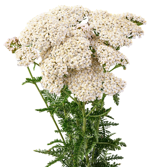Perennial Achillea 'Magical' Atlanta | 2 Pack | Ships Week of Sept 21