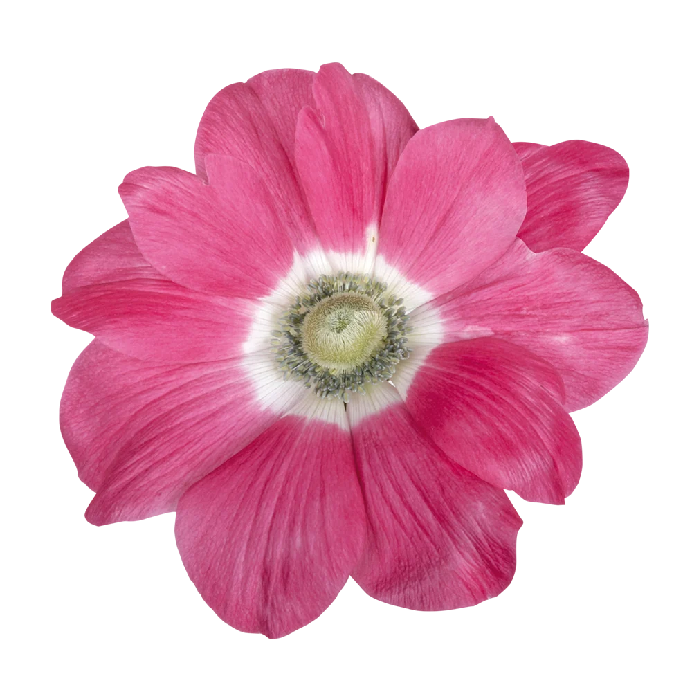 Anemone Mistral Rosa Antico - 10 Pack