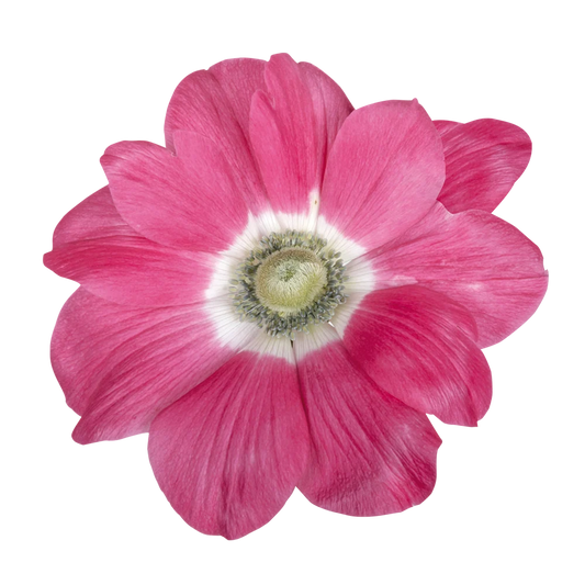 Anemone Mistral Rosa Antico - 10 Pack