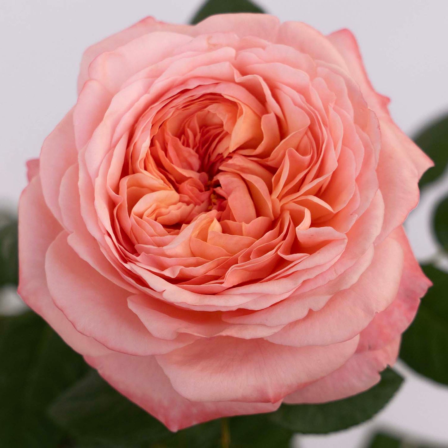 Martha Stewart® Rose Bush