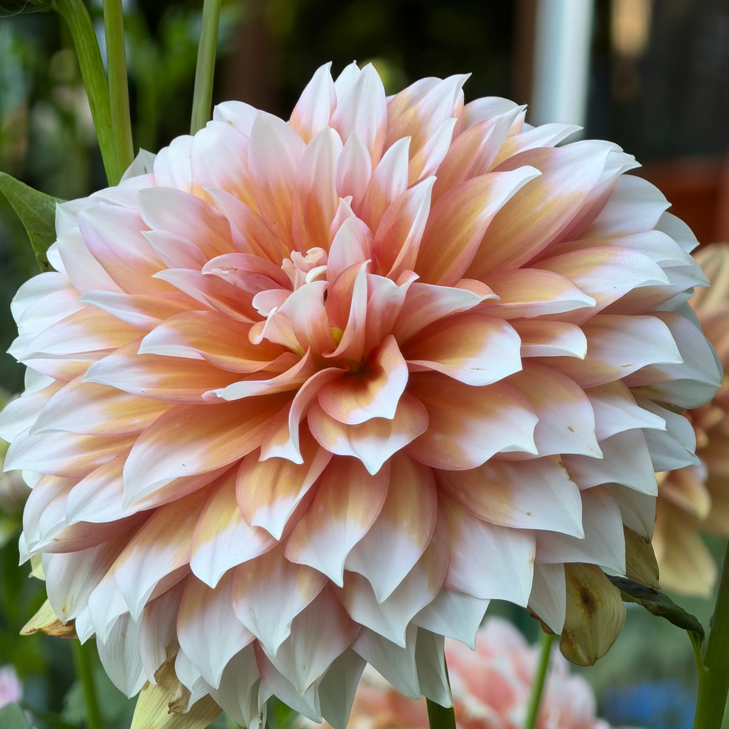Dahlia 'Lee's Tilda’
