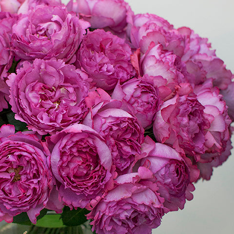 Yves Piaget® Rose Bush