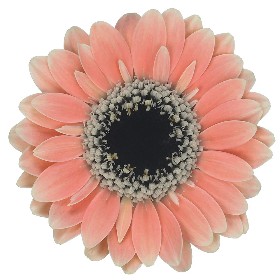 Week 18 | Gerbera Piccolini Molara