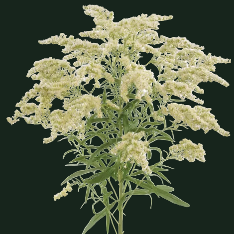 Week 14 | Solidago 'Moonlit Glory' | 4 Pack