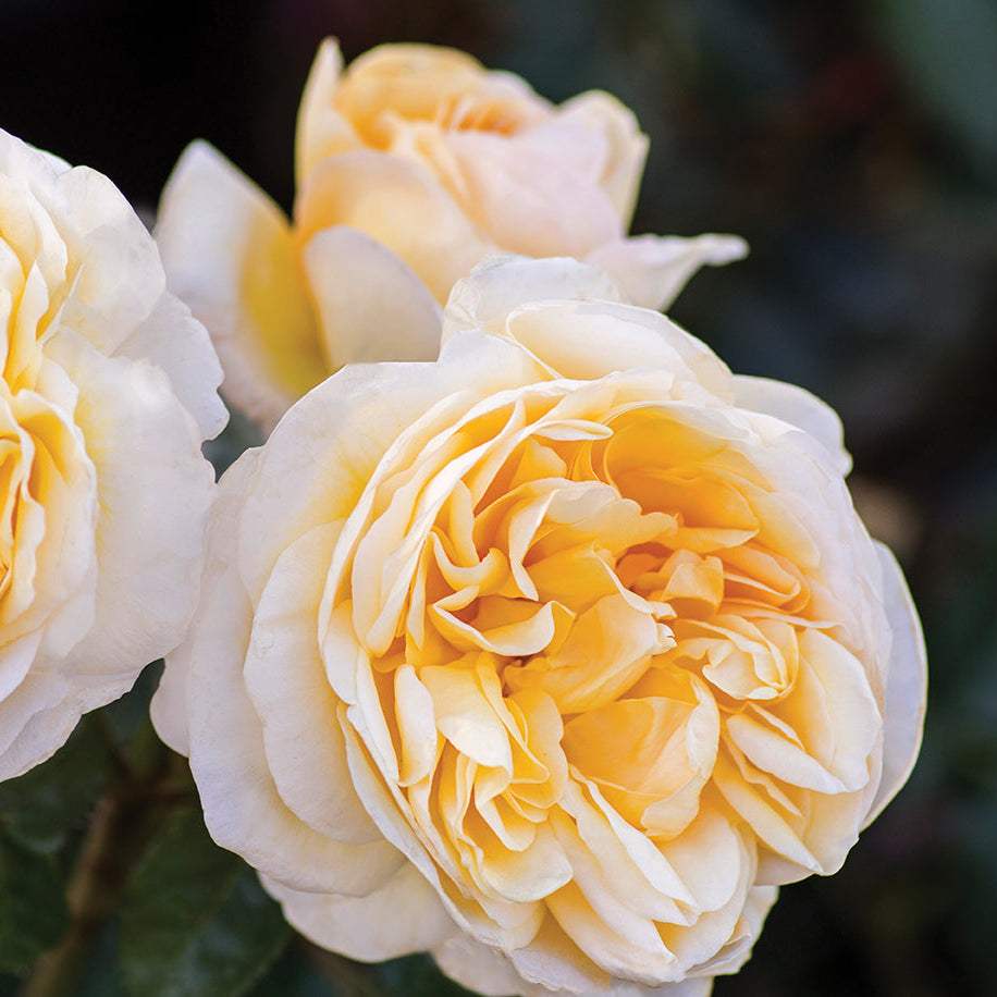 Romantica® Moonlight Rose Bush