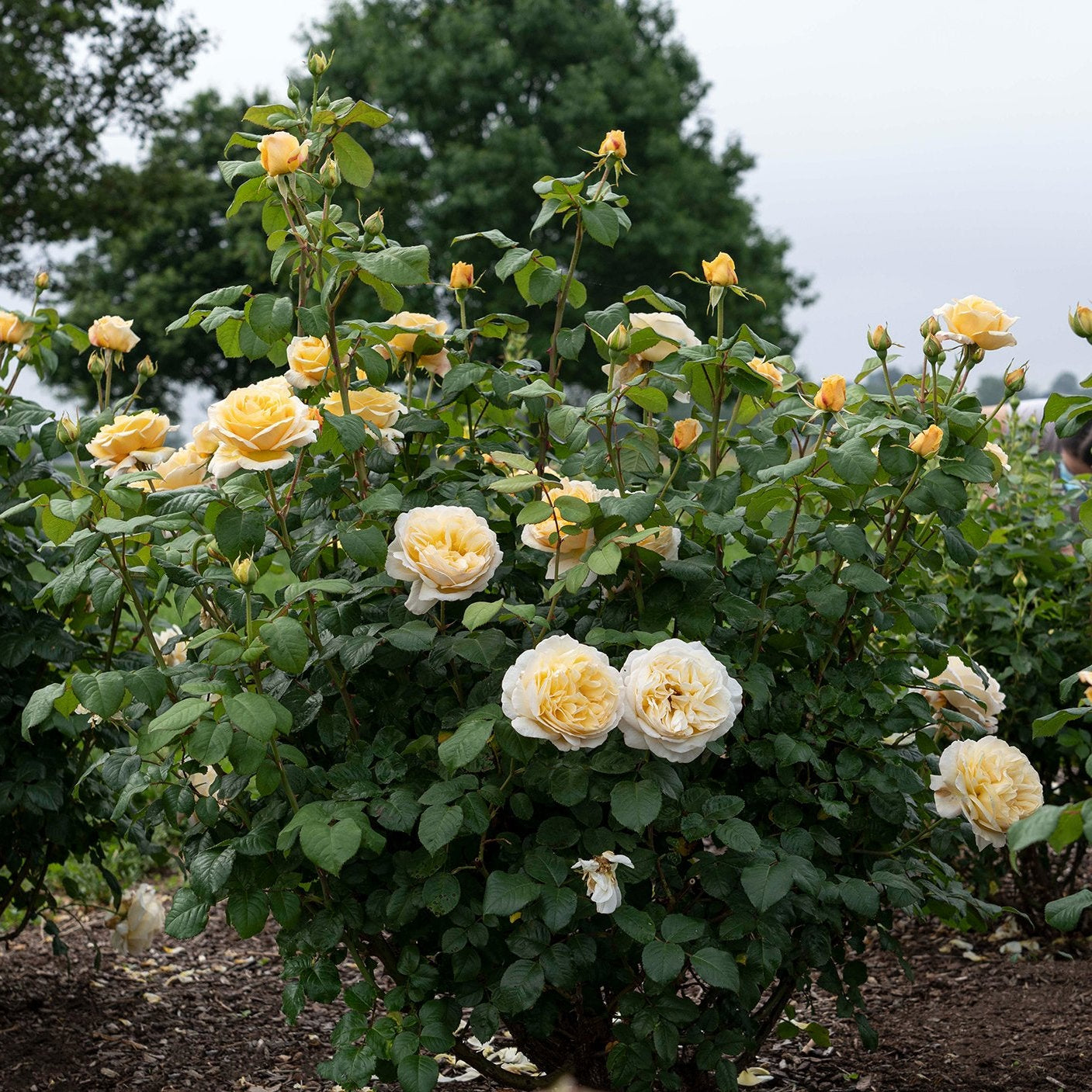 Romantica® Moonlight Rose Bush
