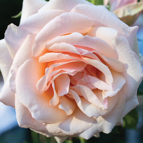 Mother of Pearl® Rose Bush | Strong performance & blooms all season ...