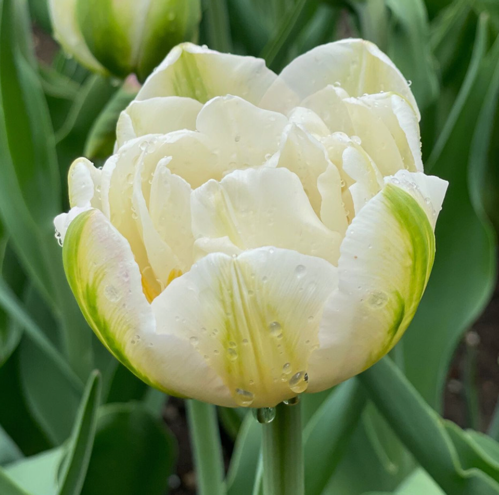 Tulip Mount Tacoma 10 Pack