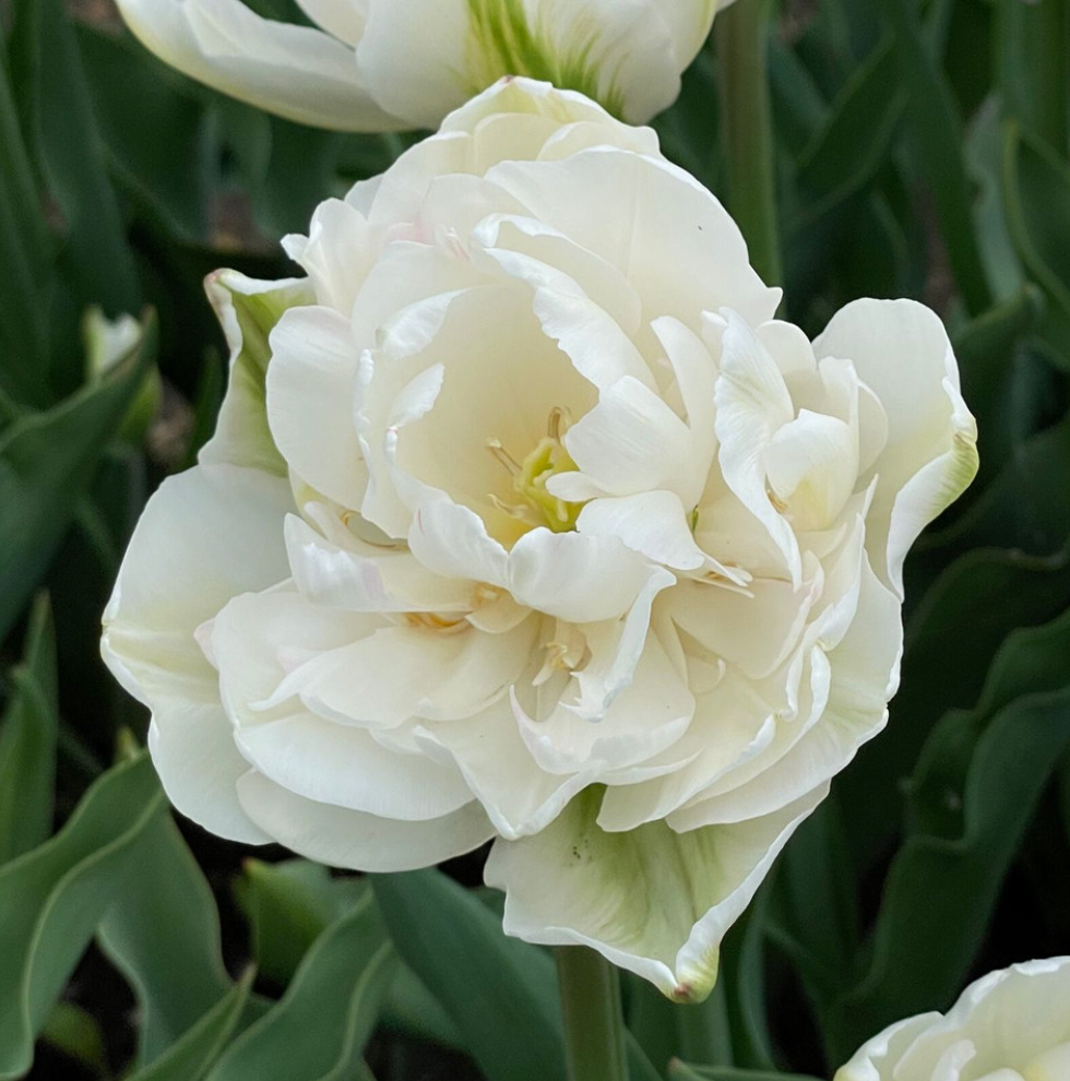 Tulip Mount Tacoma 10 Pack