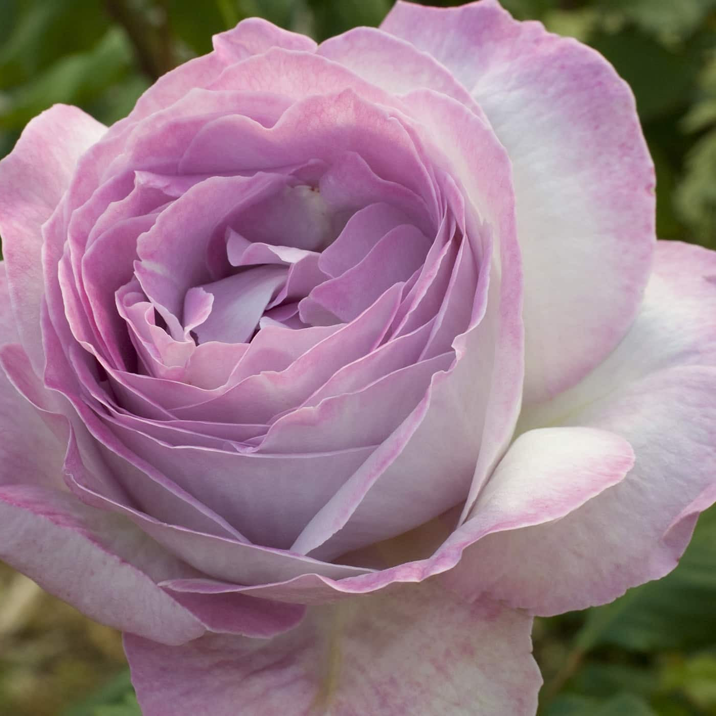 Nicole Carol Miller™ Rose Bush