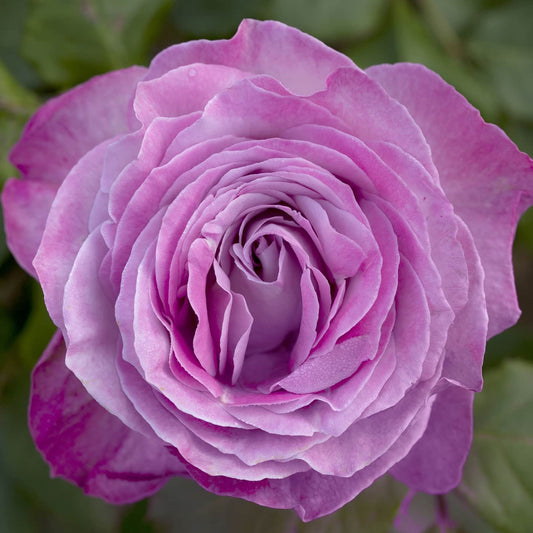 Nicole Carol Miller™ Rose Bush