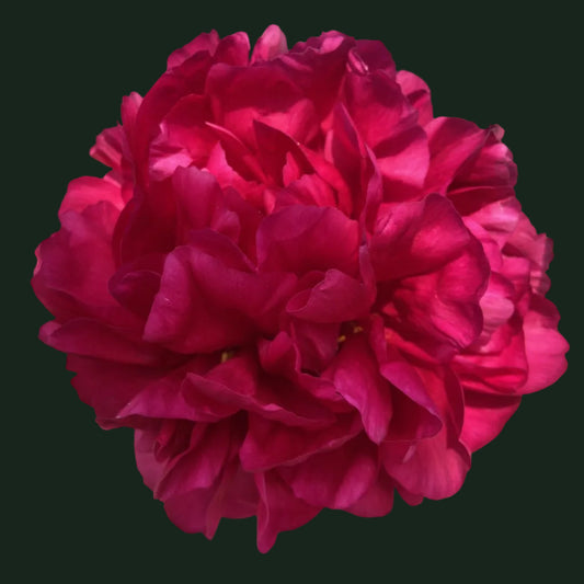 King's Ransom - Hybrid 3-5 eyes