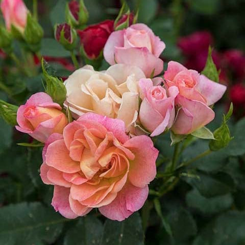 Sunblaze® Peach Miniature Rose Bush