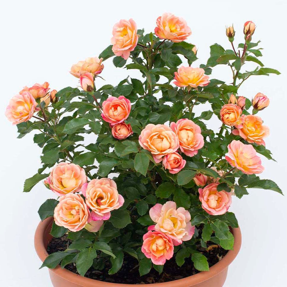 Sunblaze® Peach Miniature Rose Bush