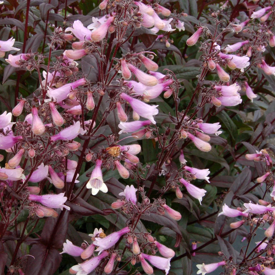 Penstemon Dark Towers - 2 Pack