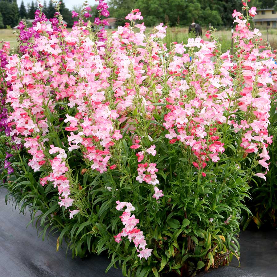Week 11 | Penstemon 'Flock of Flamingos'| 2 Pack